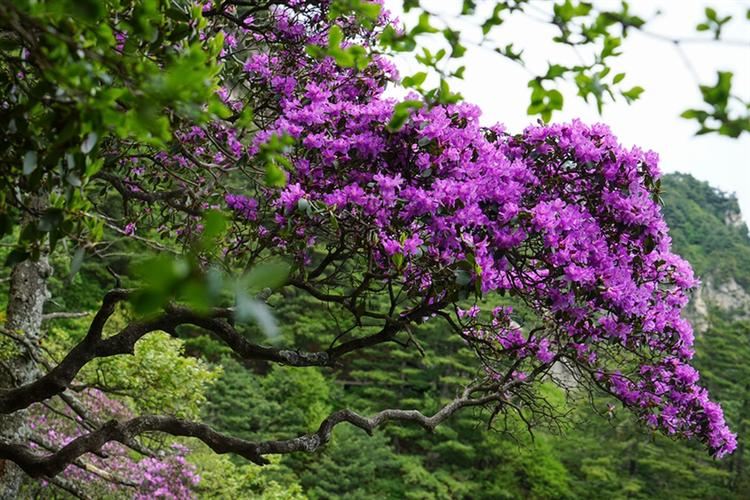 尧山高山杜鹃花节暨“赏尧山杜鹃，拍仙境花色” 摄影·短视频大赛活动开幕